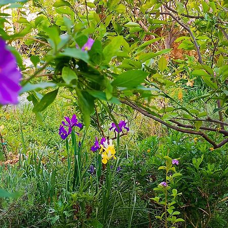Olive Lemon Biophilic House & Lush Forest Garden Vamos Ngoại thất bức ảnh