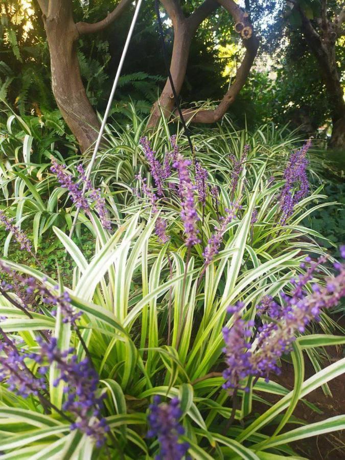 Olive Lemon Biophilic House & Lush Forest Garden Vamos Ngoại thất bức ảnh