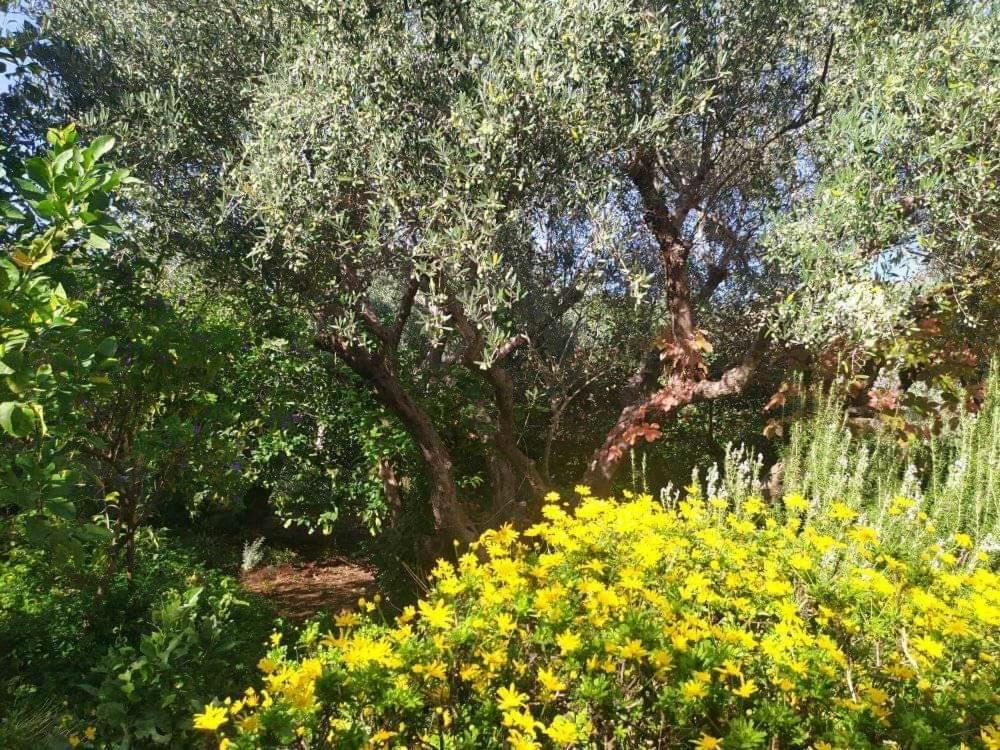 Olive Lemon Biophilic House & Lush Forest Garden Vamos Ngoại thất bức ảnh